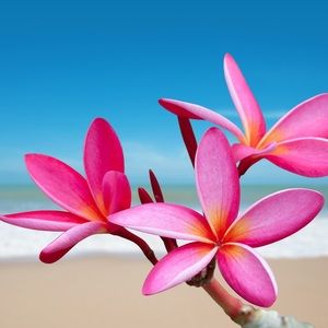 Meet your Posher, Franceska